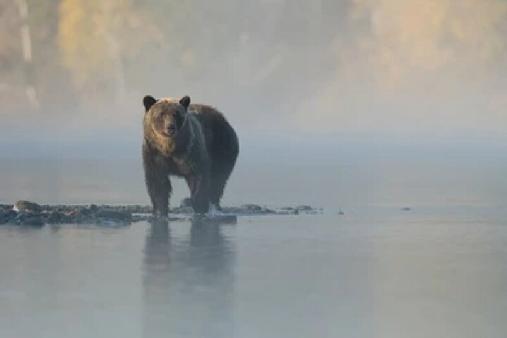 Grand Teton Wildlife Safari em um veículo fechado ou ao ar livre (dependendo da época)
