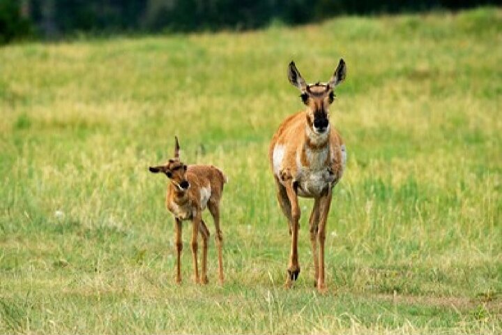 Grand Teton Wildlife Safari em um veículo fechado ou ao ar livre (dependendo da época)