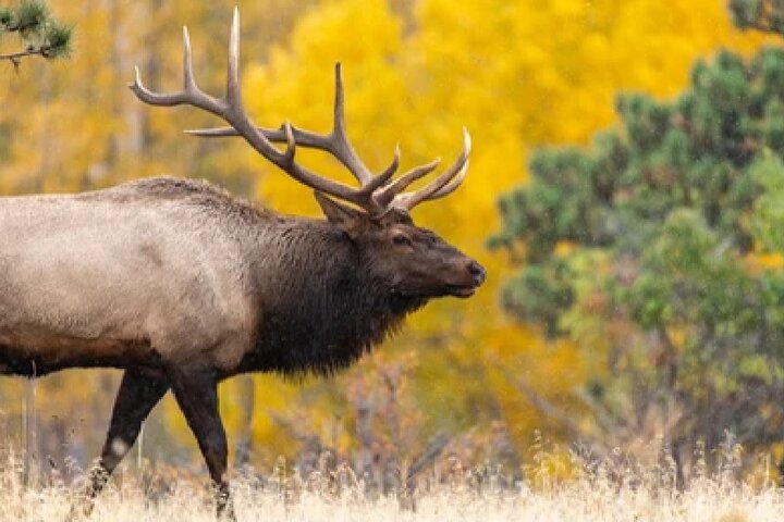 Grand Teton Wildlife Safari em um veículo fechado ou ao ar livre (dependendo da época)