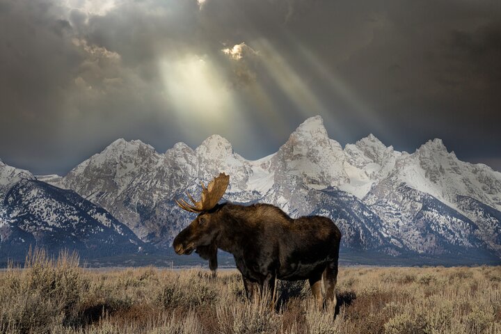Grand Teton Wildlife Safari em um veículo fechado ou ao ar livre (dependendo da época)