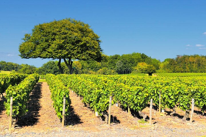 Beaujolais vin tur fra Lyon en halv dag