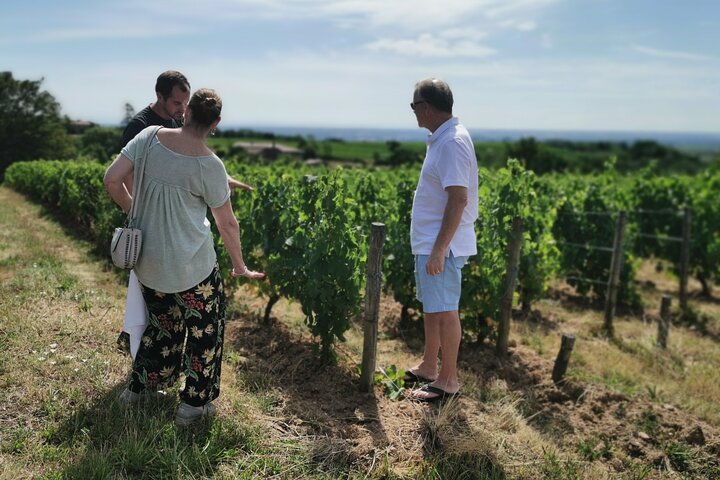 Beaujolais vin tur fra Lyon en halv dag