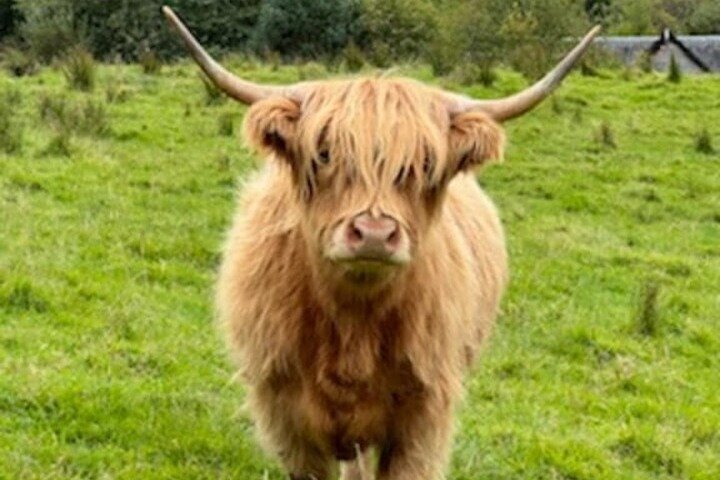 Privérondleiding door Highlands, Oban, Glencoe, Lochs & Castles vanuit Glasgow