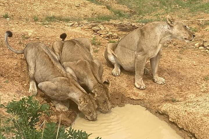 1-dagers privat safari i Mikumi fra Zanzibar