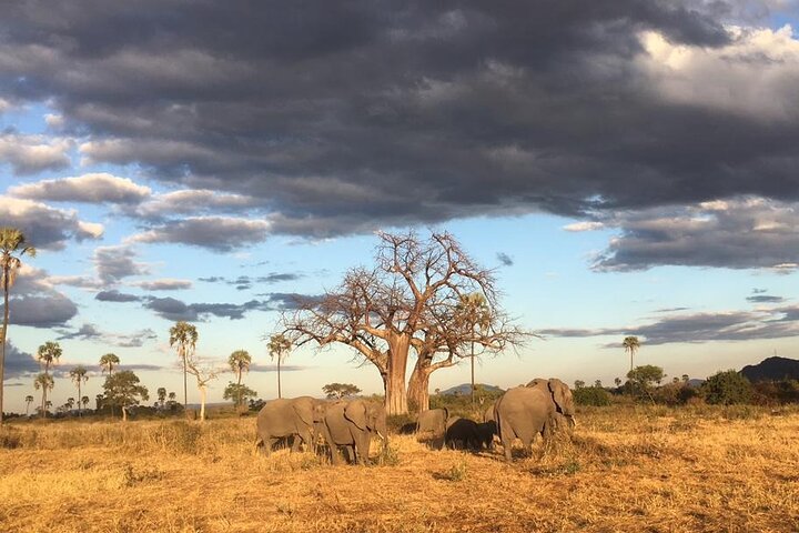 1-dagers privat safari i Mikumi fra Zanzibar