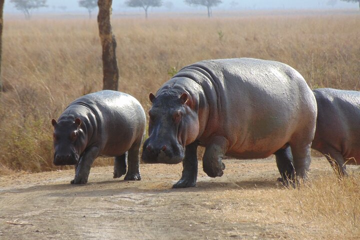 1-dagers privat safari i Mikumi fra Zanzibar