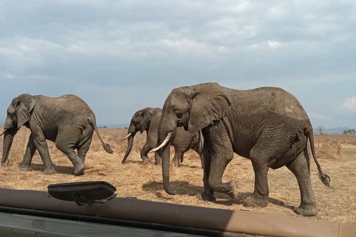 1-dagers privat safari i Mikumi fra Zanzibar