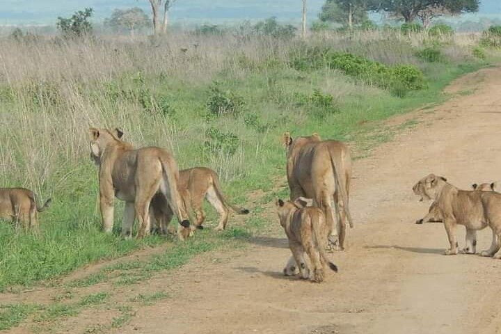 1-dagers privat safari i Mikumi fra Zanzibar