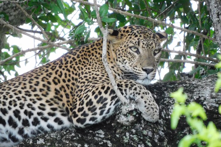 Yala Nationalpark Safari Touren - Halbtages- & Ganztagesausflüge