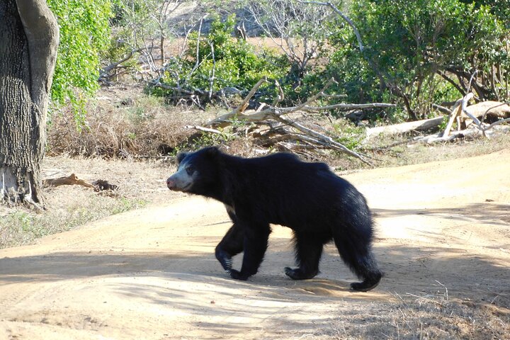 Yala Nationalpark Safari Touren - Halbtages- & Ganztagesausflüge
