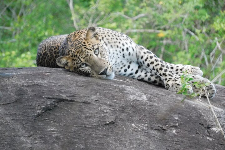 Yala Nationalpark Safari Touren - Halbtages- & Ganztagesausflüge