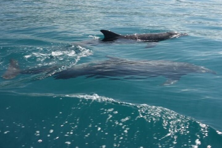 Sunset Catamaran & Snorkeling Tour in Playa Flamingo