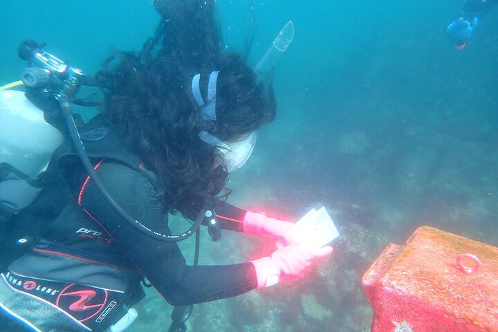 Genießen Sie das Tauchen auf der Izu-Halbinsel für das Zertifikat Diver