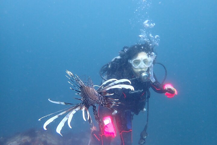 Genießen Sie das Tauchen auf der Izu-Halbinsel für das Zertifikat Diver