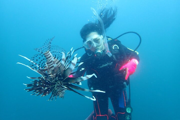 Genießen Sie das Tauchen auf der Izu-Halbinsel für das Zertifikat Diver