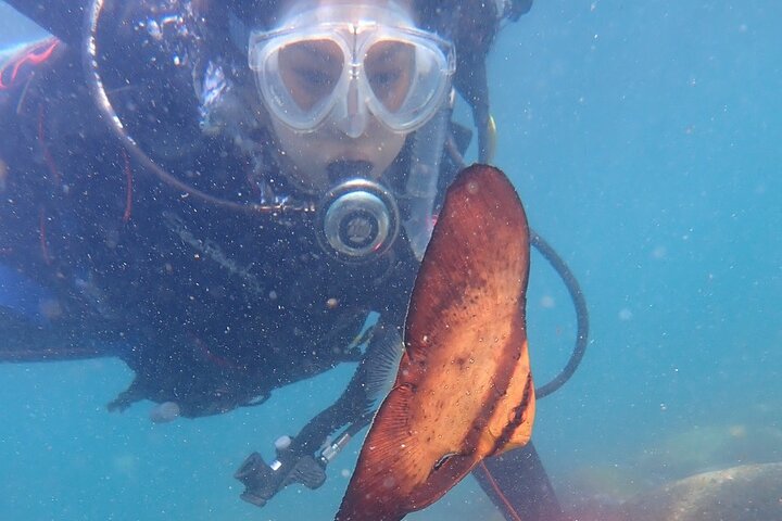 Genießen Sie das Tauchen auf der Izu-Halbinsel für das Zertifikat Diver