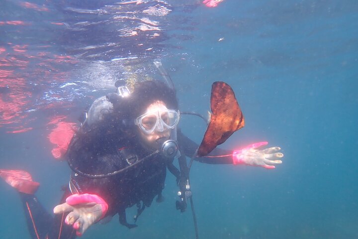 Genießen Sie das Tauchen auf der Izu-Halbinsel für das Zertifikat Diver