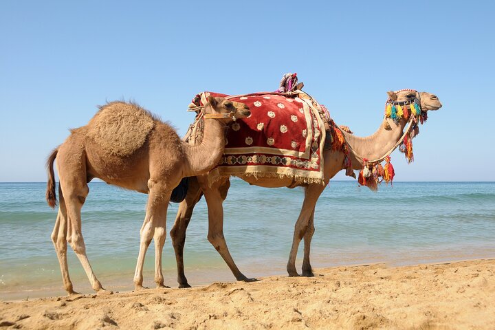 Tour de día completo a Tánger desde Rabat en tren con paseo en camello