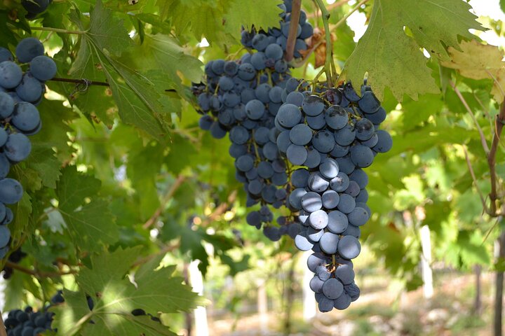 Amarone Della Valpolicella vinopplevelse - Møt Vogadori-familien