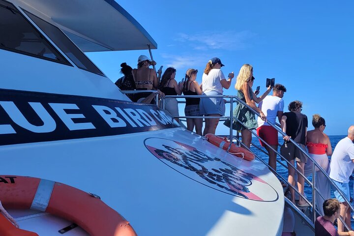 Cruisetocht van een halve dag - dolfijnen en walvissen spotten
