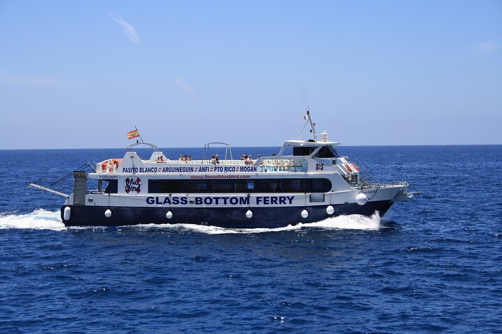 Cruisetocht van een halve dag - dolfijnen en walvissen spotten