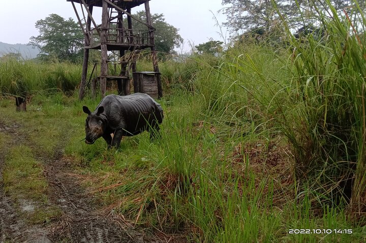 Jeep-Safari (Sharing, 4 - 5 Stunden) im Chitwan-Nationalpark.