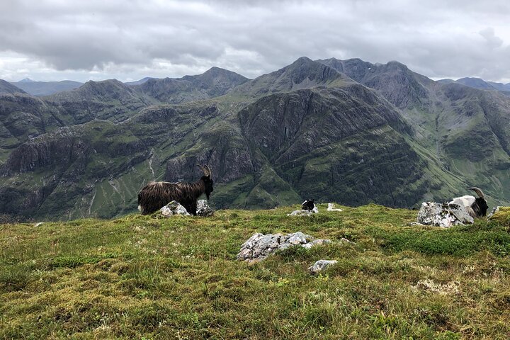 Privat guidet bjergvandringsoplevelse i Cairngorms