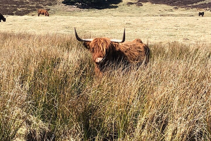 Privat guidet bjergvandringsoplevelse i Cairngorms