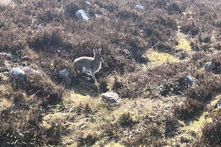 Privat guidet bjergvandringsoplevelse i Cairngorms