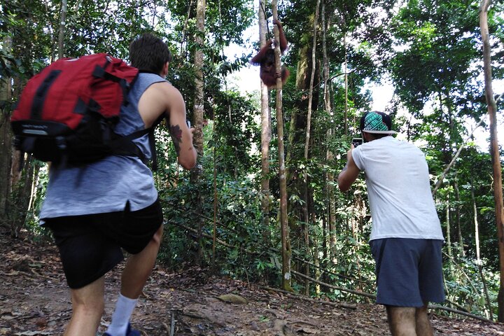 FORFAIT TOUR (trekking dans la jungle, taxi, chambre) 4 JOURS 3 NUITS à BUKIT LAWANG