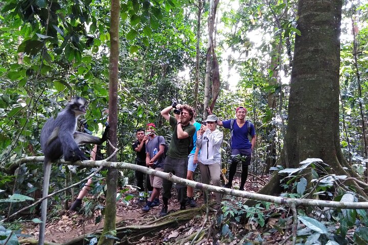 FORFAIT TOUR (trekking dans la jungle, taxi, chambre) 4 JOURS 3 NUITS à BUKIT LAWANG