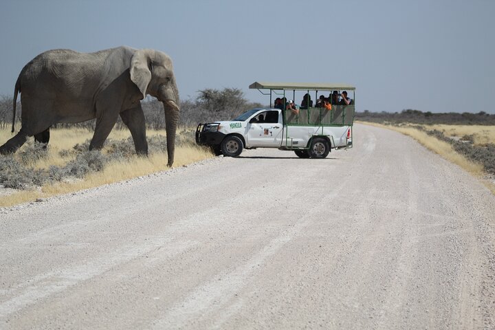 Safari no parque nacional de Etosha com guias profissionais nascidos em Etosha.