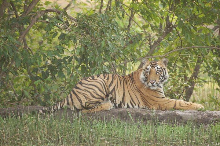 Paquete del Parque Nacional Bardia con Tiger Tops Karnali Lodge
