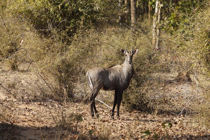 Paquete del Parque Nacional Bardia con Tiger Tops Karnali Lodge