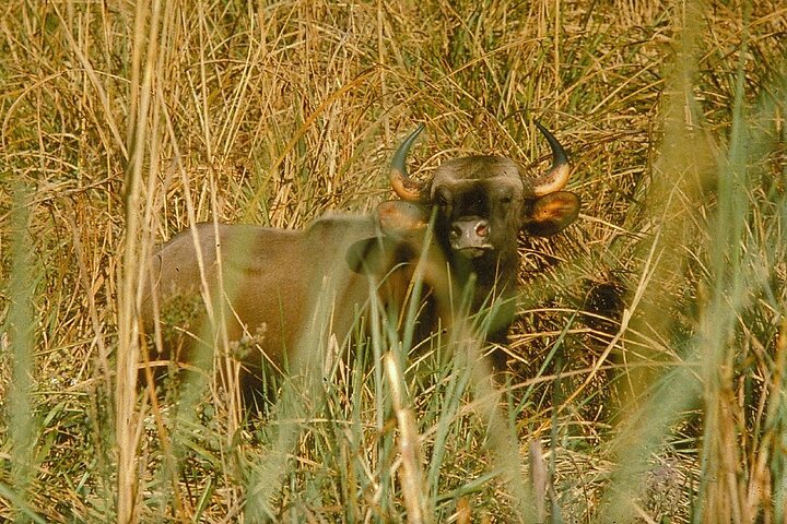 Paquete del Parque Nacional Bardia con Tiger Tops Karnali Lodge