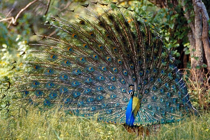 Paquete del Parque Nacional Bardia con Tiger Tops Karnali Lodge