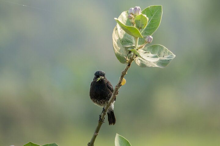 Paquete del Parque Nacional Bardia con Tiger Tops Karnali Lodge
