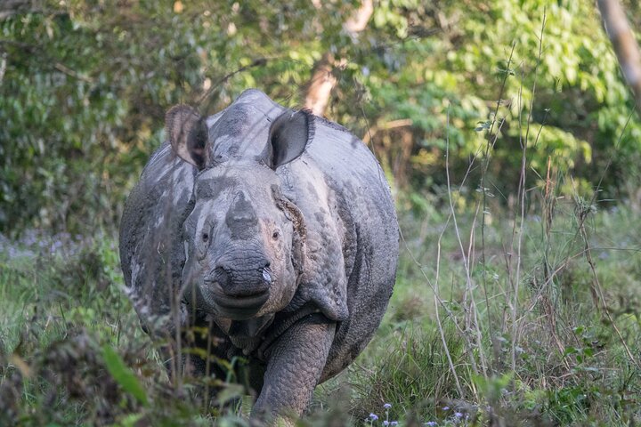 Paquete del Parque Nacional Bardia con Tiger Tops Karnali Lodge