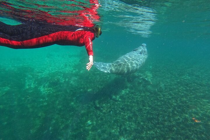 Natación de manatí todo incluido para grupos pequeños de 3 horas con foto gratis pkg