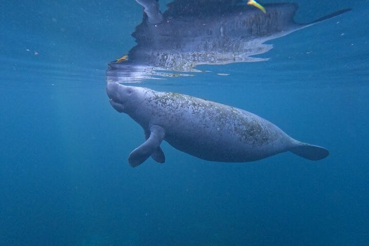 Natación de manatí todo incluido para grupos pequeños de 3 horas con foto gratis pkg