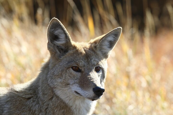 Forfait de visites en voiture autoguidées à Grand Teton et Yellowstone