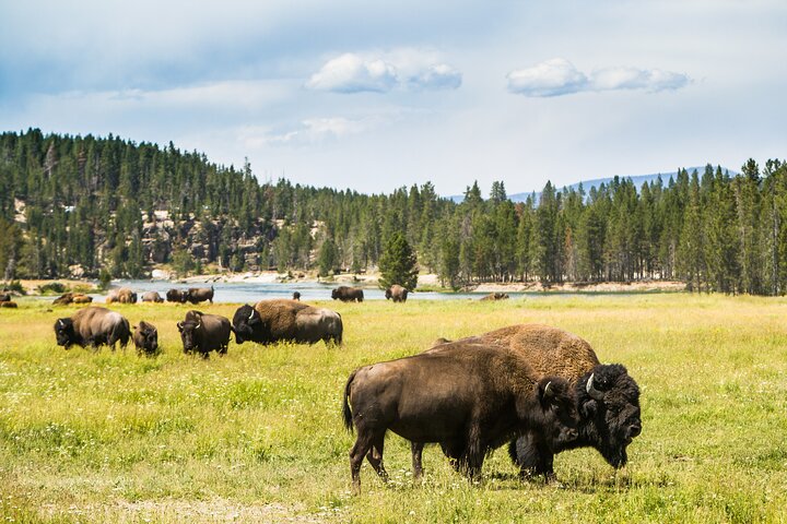 Forfait de visites en voiture autoguidées à Grand Teton et Yellowstone