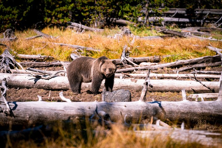 Forfait de visites en voiture autoguidées à Grand Teton et Yellowstone