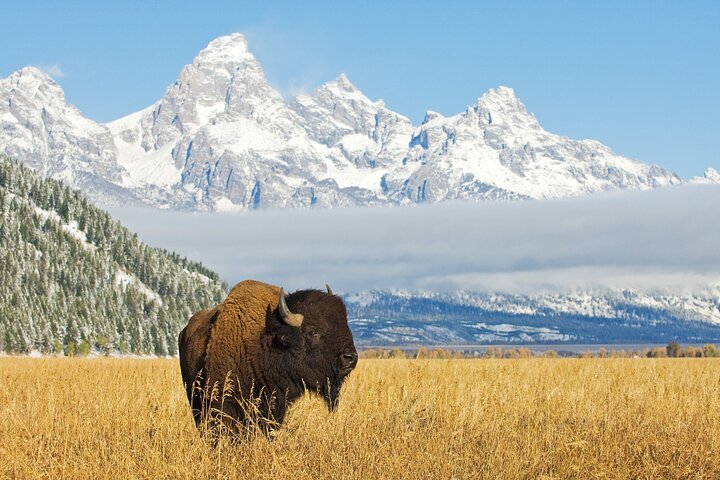 Forfait de visites en voiture autoguidées à Grand Teton et Yellowstone