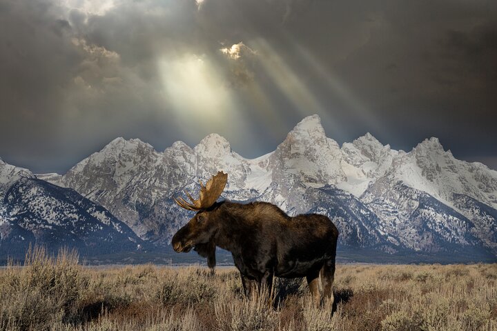 Forfait de visites en voiture autoguidées à Grand Teton et Yellowstone
