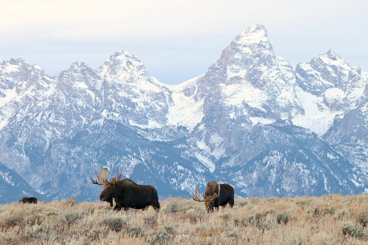 Forfait de visites en voiture autoguidées à Grand Teton et Yellowstone