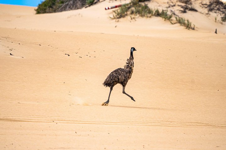 Tour di mezza giornata in fuoristrada del Coffin Bay National Park