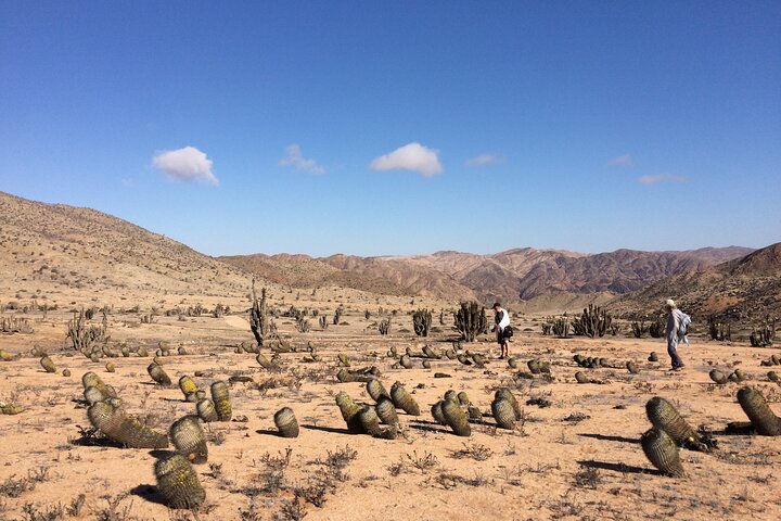 Parcs nationaux du Pain de Sucre et des Plaines de Challé depuis La Serena
