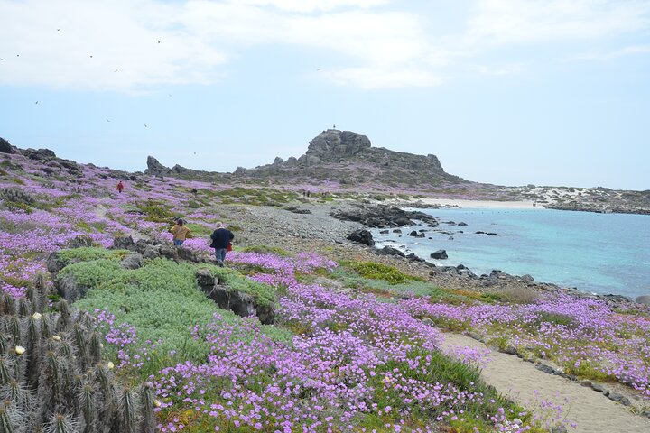 Vandretur/sejlads på Isla Damas til 3 øer i Humboldt Penguin Reserve