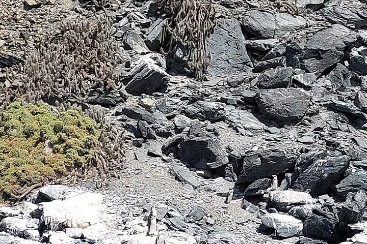 Vandretur/sejlads på Isla Damas til 3 øer i Humboldt Penguin Reserve